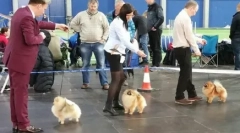 Üzleti projekt: pomerániai kudarcok óvoda