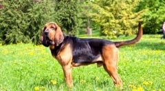 Blohehund (fénykép): hű és szentelt barát nemes szokásokkal