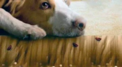 A padlón lévő bolhák és a paraziták feldolgozása