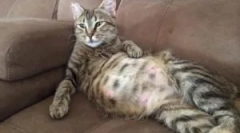 Bolhák egy terhes, ápolási macska és újszülött kiscicák