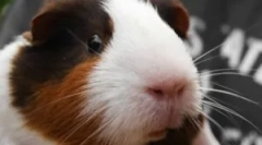 Bolhák a tengerimalacon: diagnózis és kezelés