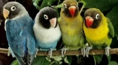 Bolhák a papagájokból és hogyan hozhatják őket