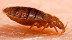 Bolhák a kanapén és az ágyban: mit kell hozni?