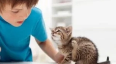 Bolha állatok az emberen