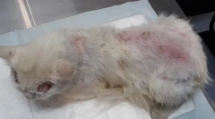 Bolh dermatitis macskákban: tünetek és kezelés