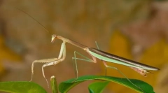 Mantis kínai