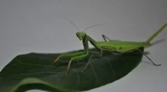 Mantis: leírás, nézetek és életmód