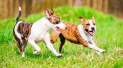 Küzdelem kutyák (fotók): a teljesítmény és az odaadás kombinációja