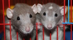 Dekoratív patkányok betegségei: betegségek és kezelés tünetei