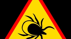 Kullancsokkal és tünetei által továbbított betegségek