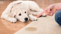 A vesék és a húgyúti megbetegedések