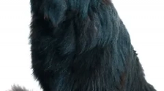 A hasnyálmirigy betegségei