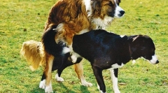 A szaporító rendszer betegségeit a kurva