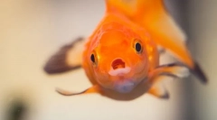 Halbetegség. Az akváriumi hal kezelése és megelőzése