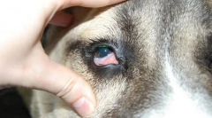 Betegségek a szemen belül