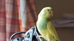 Hullámos papagájok, okok, tünetek és kezelés betegségei