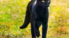 Bombay cat (fotó): otthon panther a miniatűrben