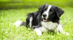 Border collie (fotó): a világ legokosabb kutyája