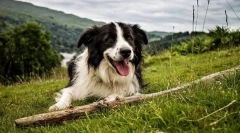 Border collie