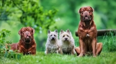 Bordeaux dog: megbízható védő, vidám társ