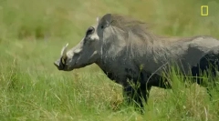 Warthog - vaddisznó hatalmas fangokkal