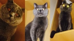 Brit macska lila szín