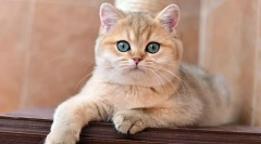 Brit golden chinchilla