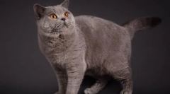 Brit macskák színes kék pont: fajták, gondozás és karbantartás