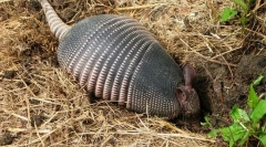 Brémák - titokzatos állatok páncélban