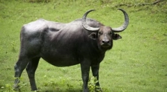 Buffalo ázsiai vad