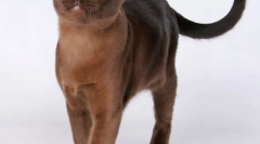 Buman cat (fénykép): izmos rögzítés mézes szemekkel