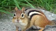 Burunduk - leírás, a nézet jellemzői, életmód