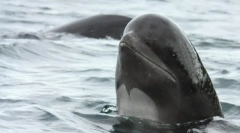 Botinotone nagyszerű