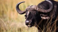 Bulls és buffaloes eurasia