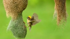 Vannak a madarak között