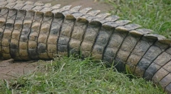 Camy hosszú állatok a világon