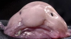 A bütykök csúnya állatok a világon