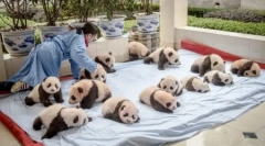 Pandot center a kínai tartomány sichuan (13 fotó)