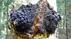 Chaga nyírfa