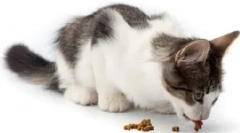 Gyakran feltett kérdések a macskákról