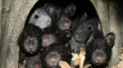 Mit nem szeretnek és félnek a patkányoknak és az egereknek?