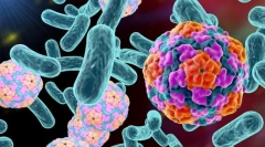 Milyen baktériumok különböznek a vírusoktól?