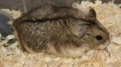 Milyen rágcsálók betegek?