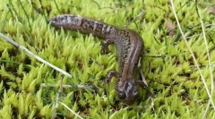 Mi érdekes a szibériai sarokhoz?