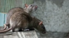 Milyen patkányok különböznek az egerektől?