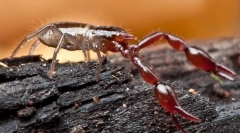 Mint a falsecorpons különböznek a skorpióktól?