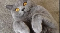 Mi a veszélyes toxoplasma mikroorganizmus az ember számára?