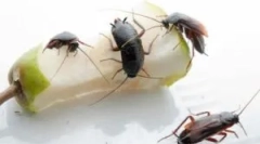 Melyek veszélyesek és káros csótányok?