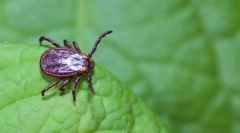 Mint a veszélyes pincerek?