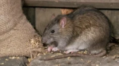 Mint a veszélyes patkányok az ember számára?